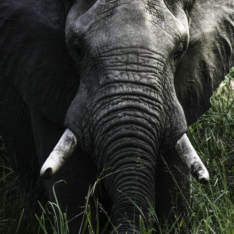 Wild Planet Safari