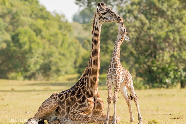 Cape Town Best Safari Tour Including Transport and Lunch