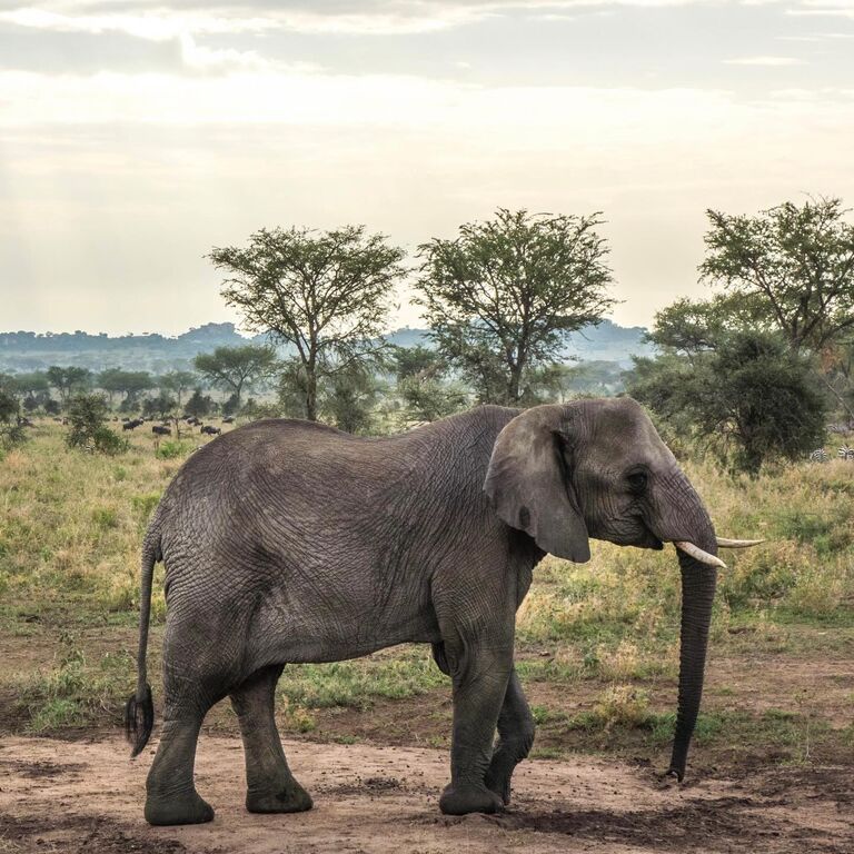 AFRISHARE TREKKING AND SAFARIS