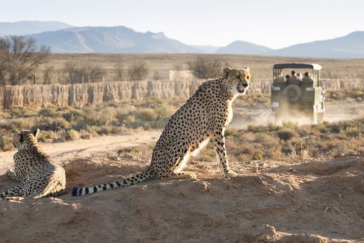 The Best Big Five Safari
