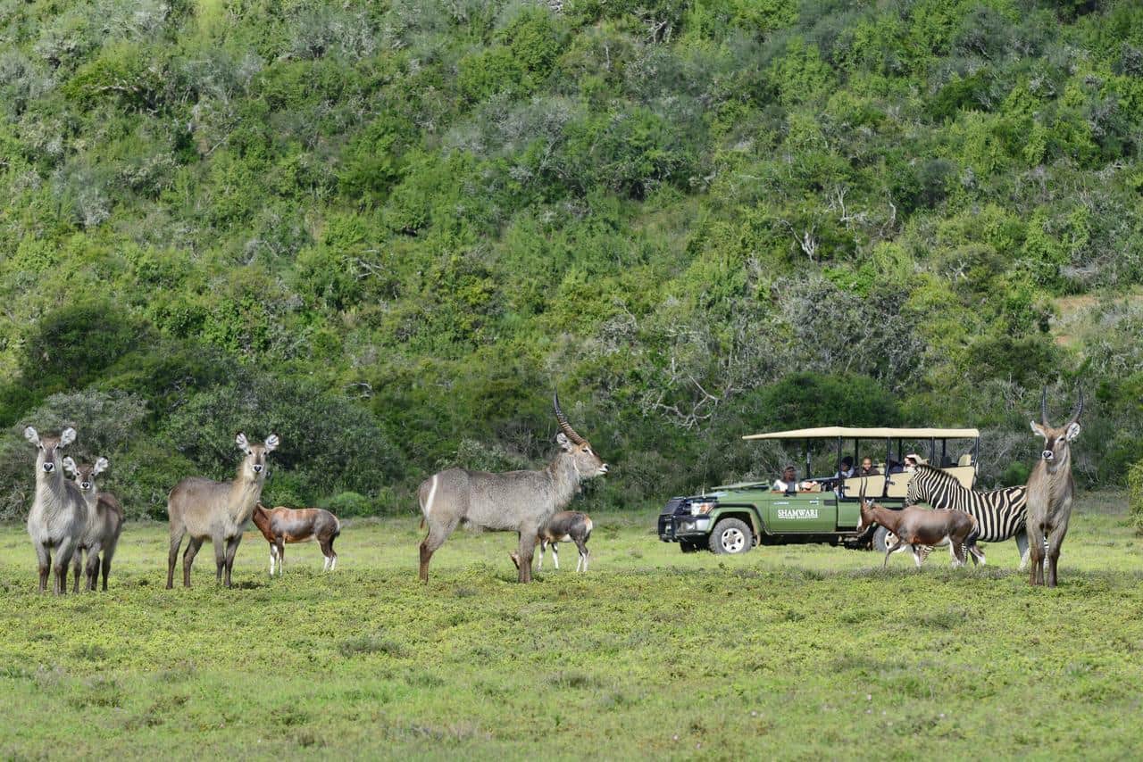 South Africa Cape Town Big Five Safari Tour
