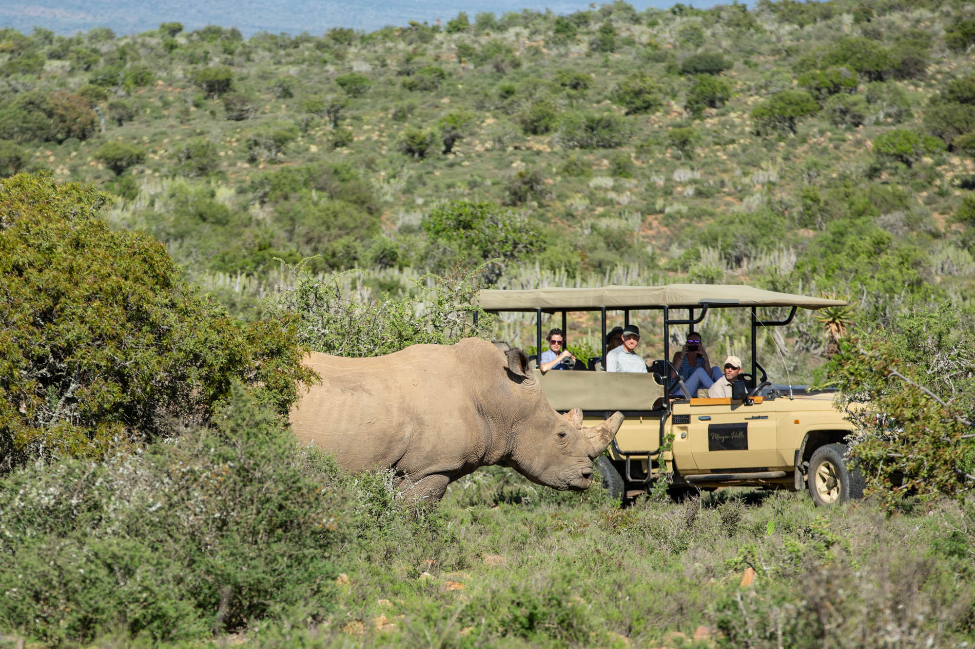 South Africa Cape Town Big Five Safari Tour