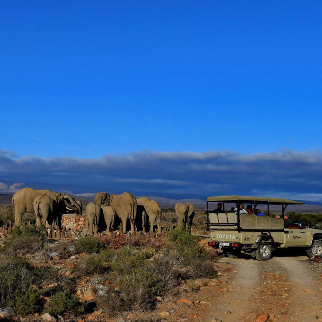 South Africa Cape Town Big Five Safari Tour