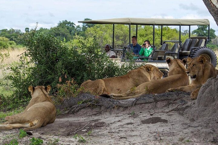 Cape Town Big Five Safari Full Day Tour with Lunch