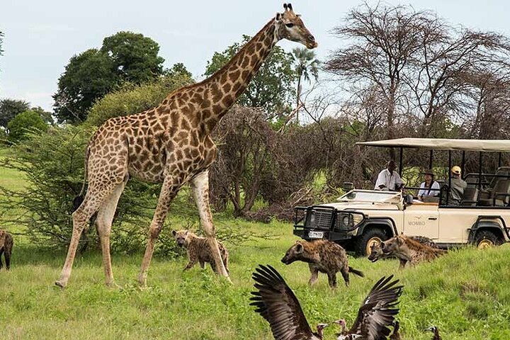 Cape Town Big Five Safari Full Day Tour with Lunch