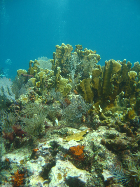 Scuba-Fun Dive Center