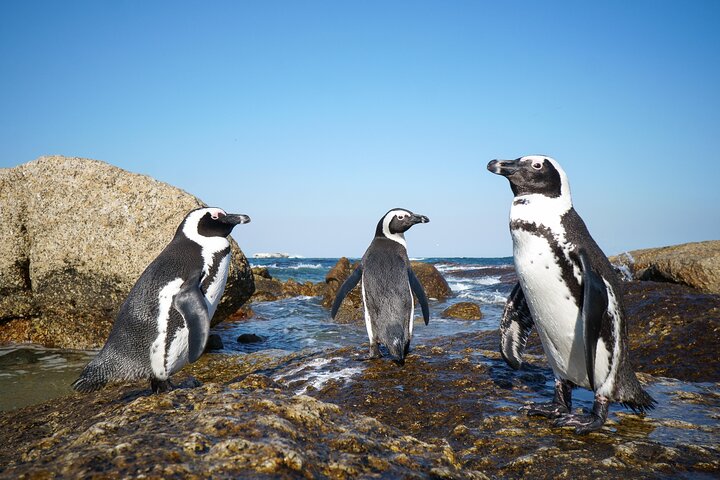 3-Days:Cape Town Tour Paragliding &Wine Tasting & Cape Peninsula