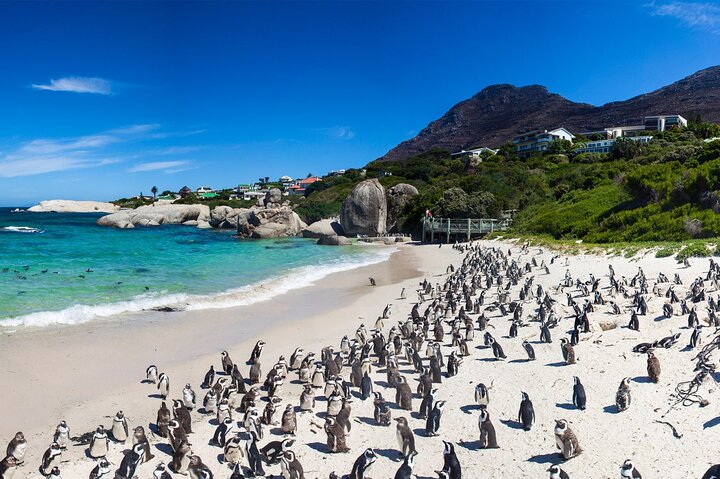 3-Days:Cape Town Tour Paragliding &Wine Tasting & Cape Peninsula