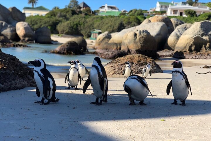 3-Days:Cape Town Tour Paragliding &Wine Tasting & Cape Peninsula