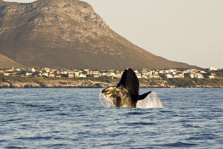 3-Days Cape Town Safari-Robben Island-Hermanus Whale Tour