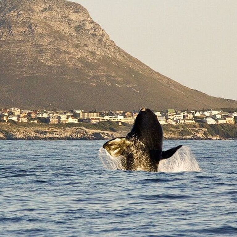 3-Days Cape Town Safari-Robben Island-Hermanus Whale Tour