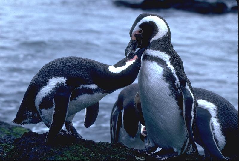 Sentir Patagonia Travel