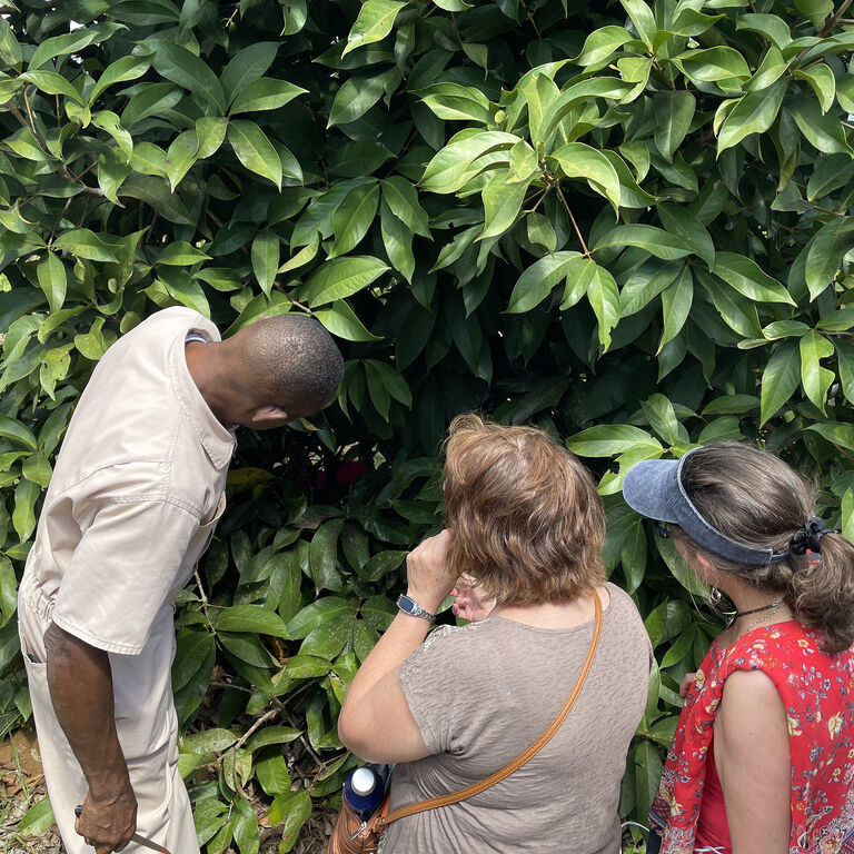Taste of Jamaica Authentic Tours Limited