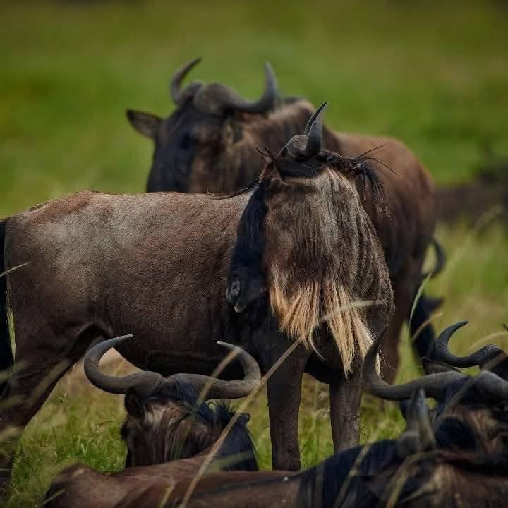 Mangi africa tours and safari