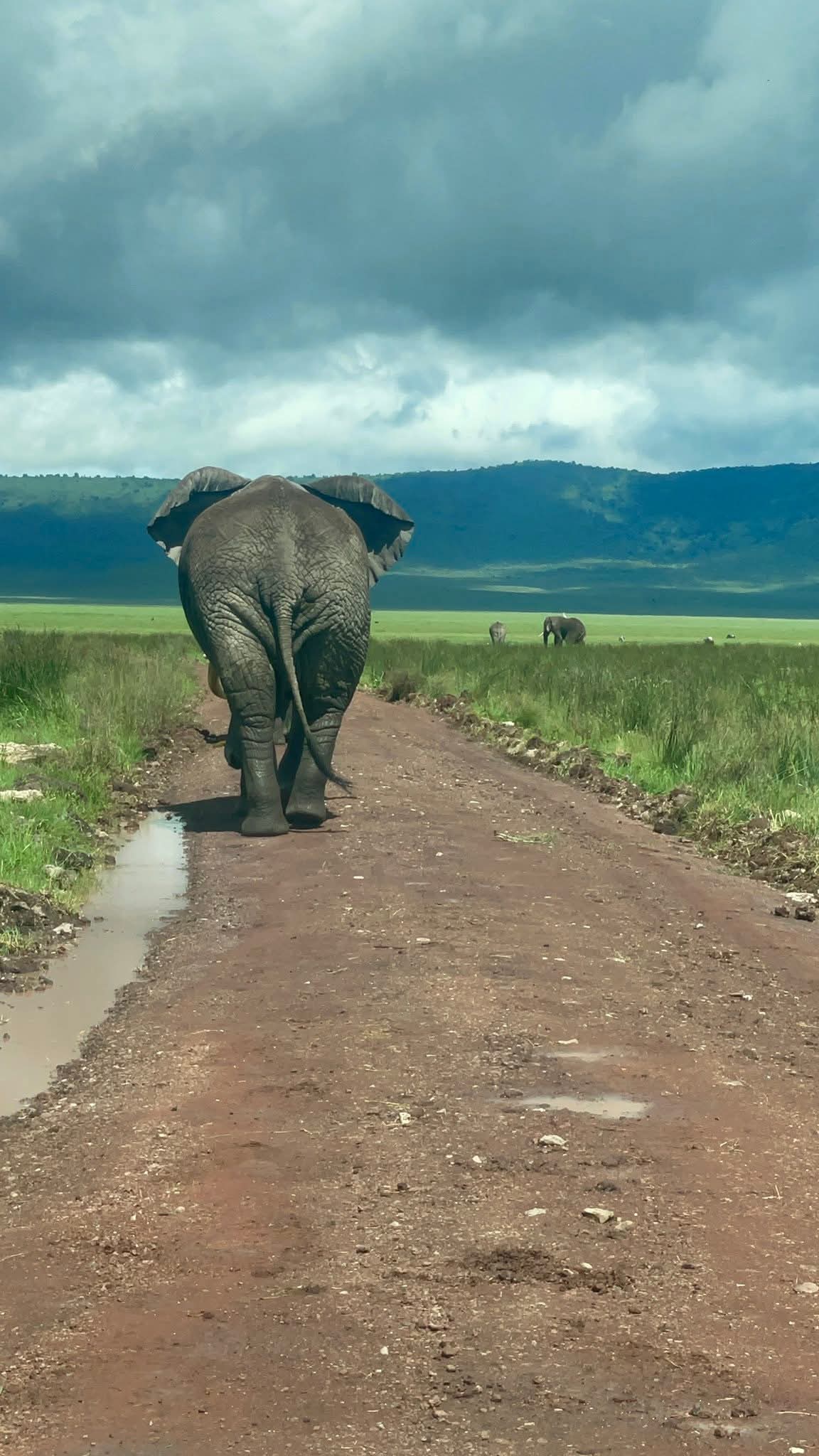 Mangi africa tours and safari