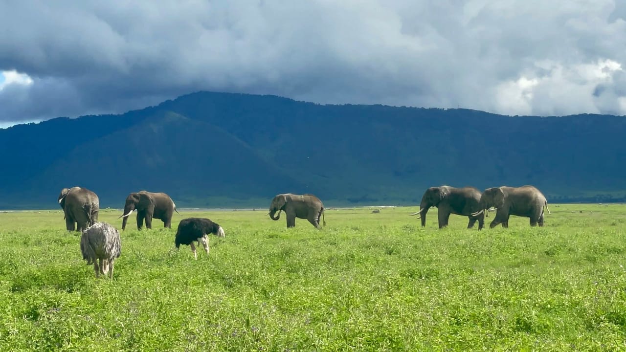 Mangi africa tours and safari