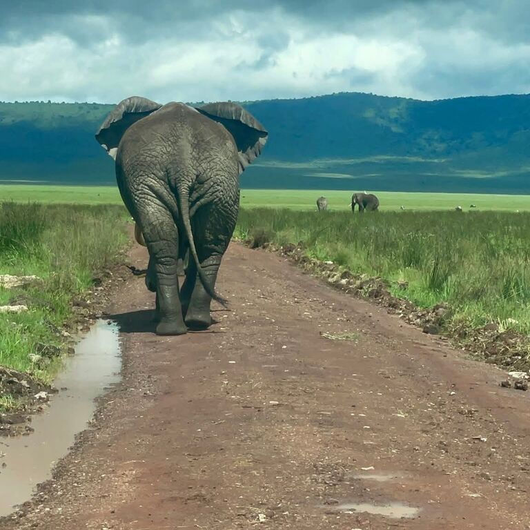 Mangi africa tours and safari