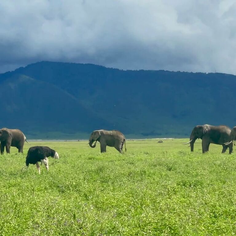 Mangi africa tours and safari