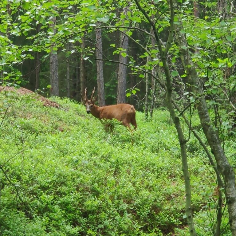 Wild Earth AB - True Nature Sweden