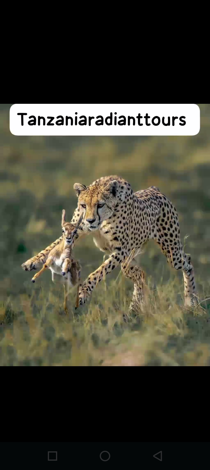 Tanzania Radiant Tours