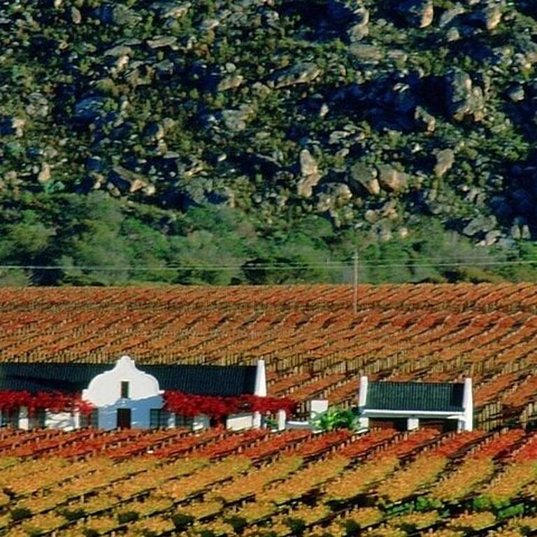 Groot Constantia Wine Tasting With Return Transport