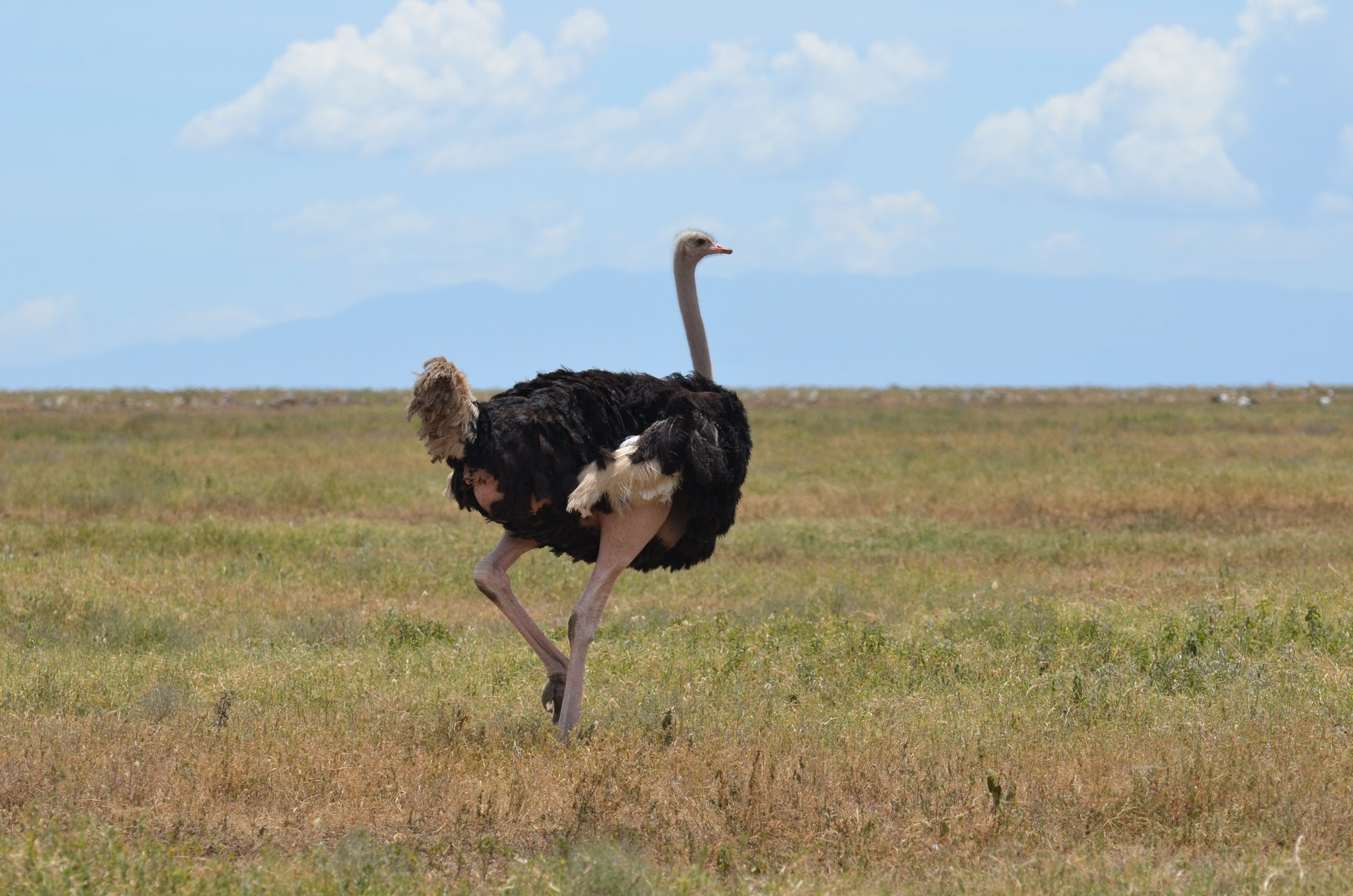 Ukarimu Safaris and Tours