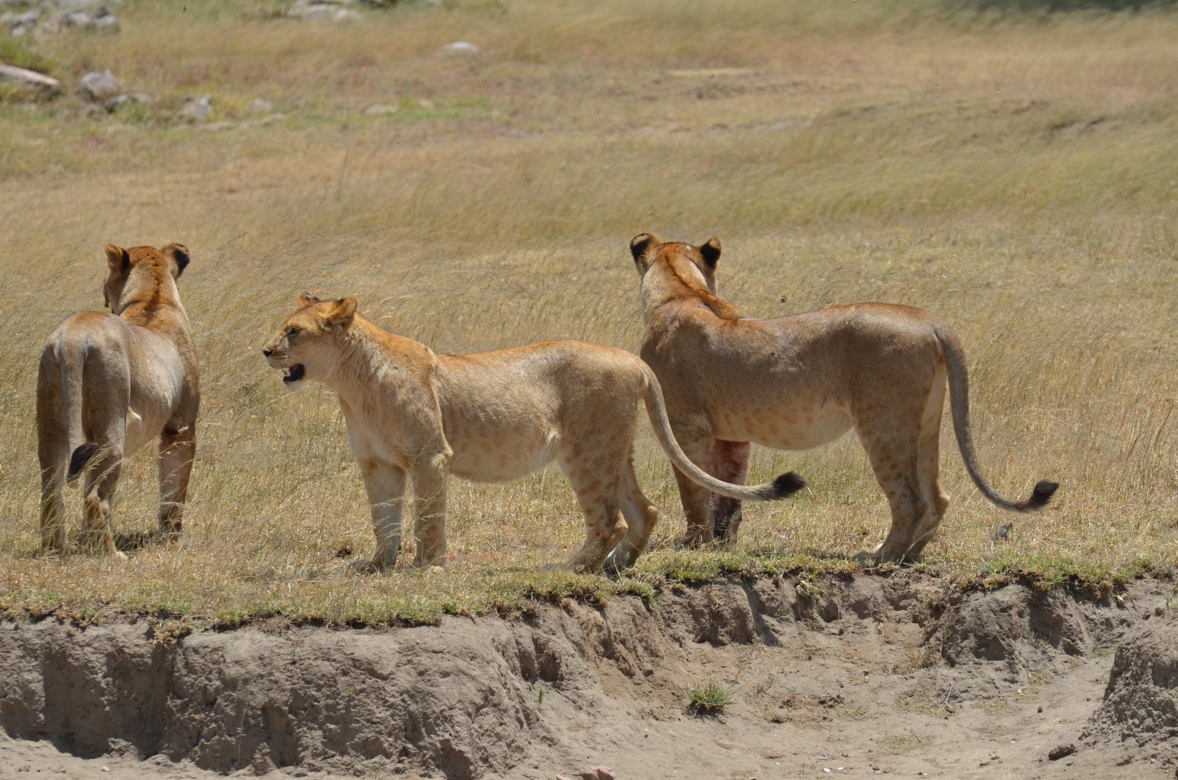 Ukarimu Safaris and Tours