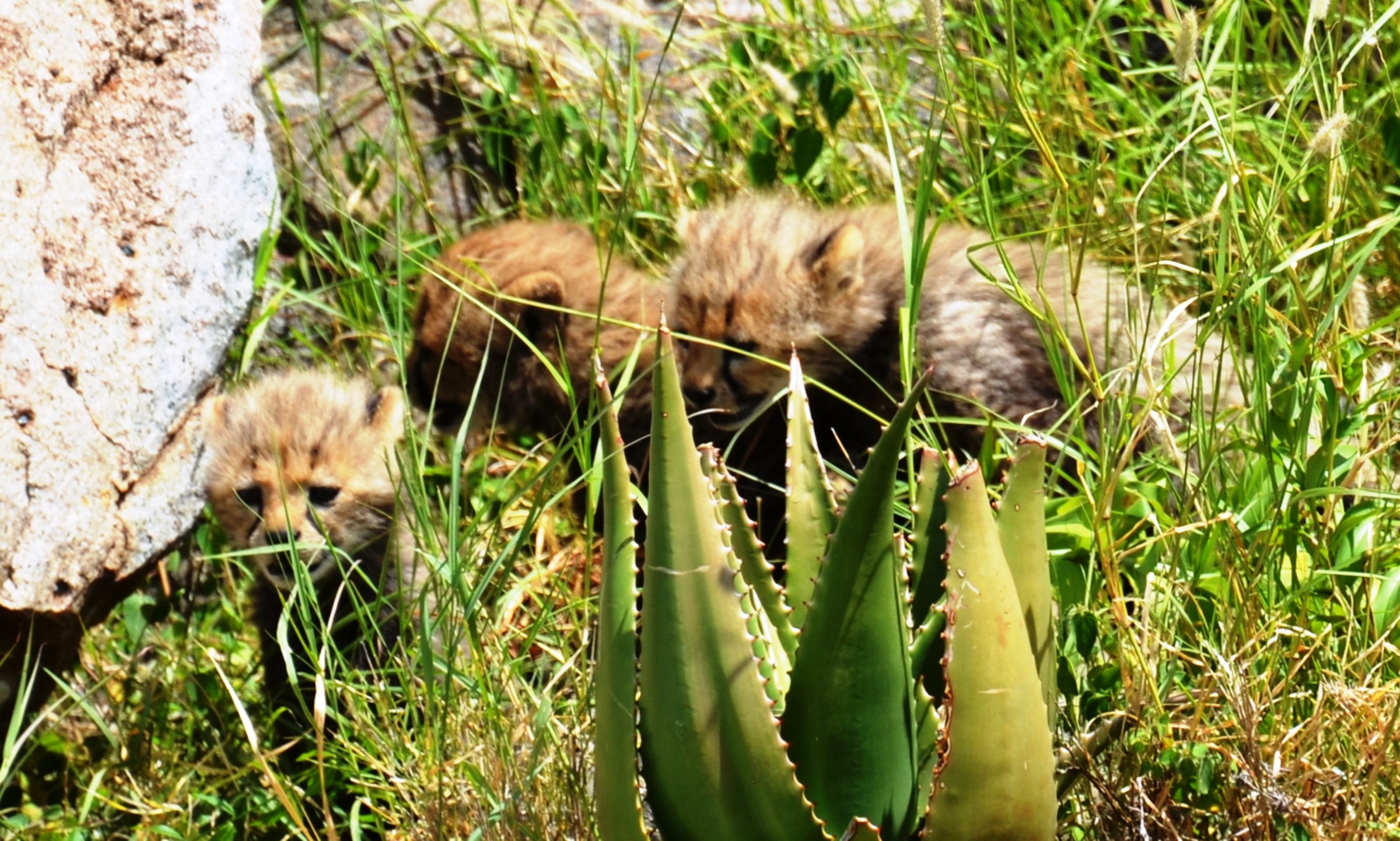 Ukarimu Safaris and Tours