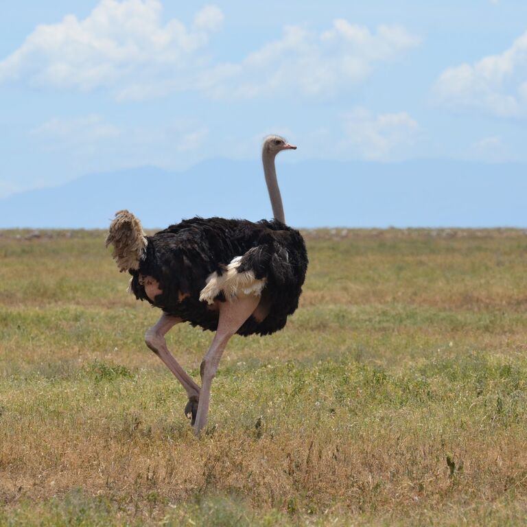 Ukarimu Safaris and Tours