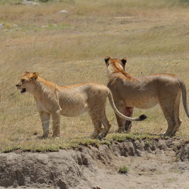 Ukarimu Safaris and Tours
