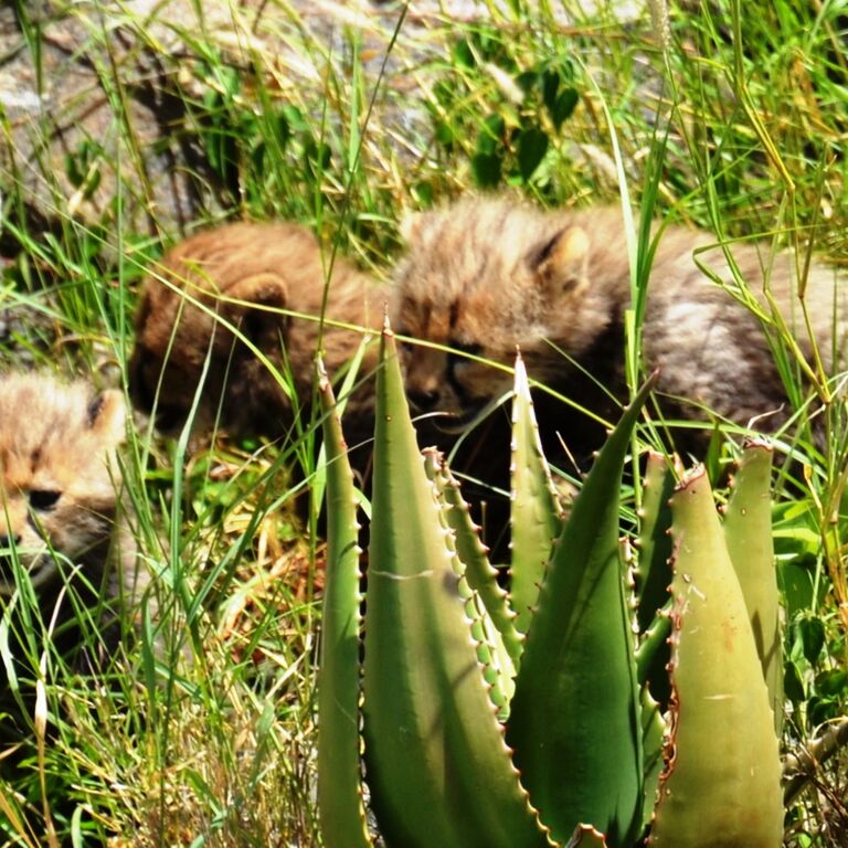Ukarimu Safaris and Tours