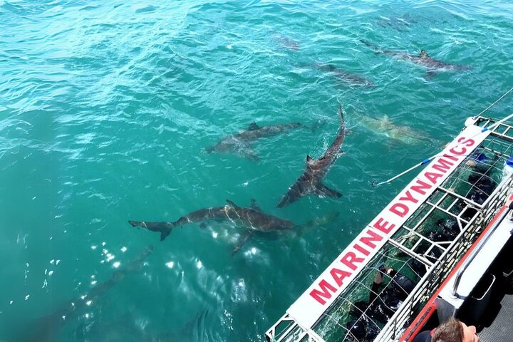 Cape Town Private Helicopter Marine Big Five Sharks