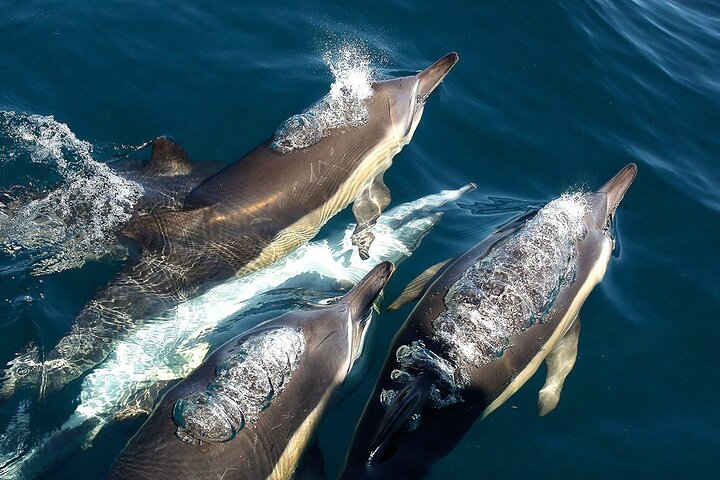 Cape Town Private Helicopter Marine Big Five Sharks