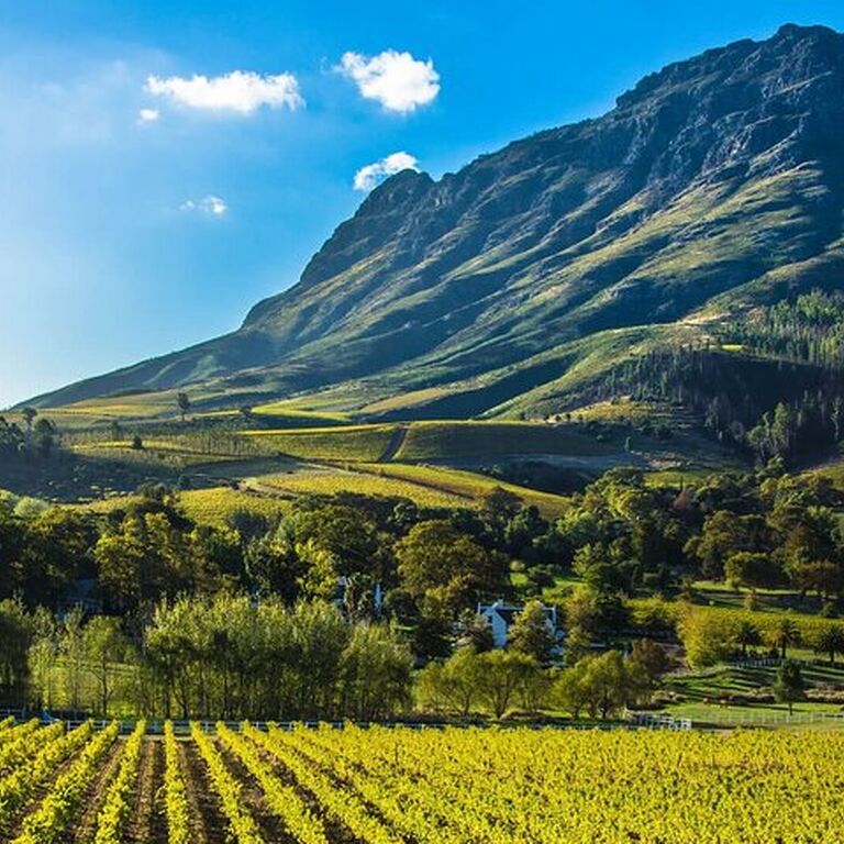 Private Stellenbosch and Franschhoek Wine Tasting Tour with Lunch