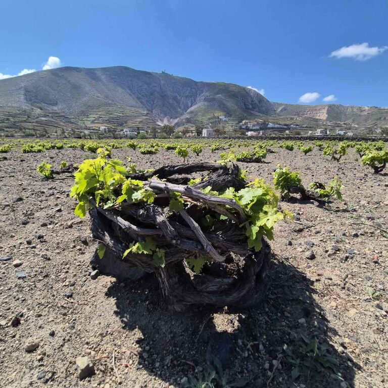 TERROIR SANTORINI
