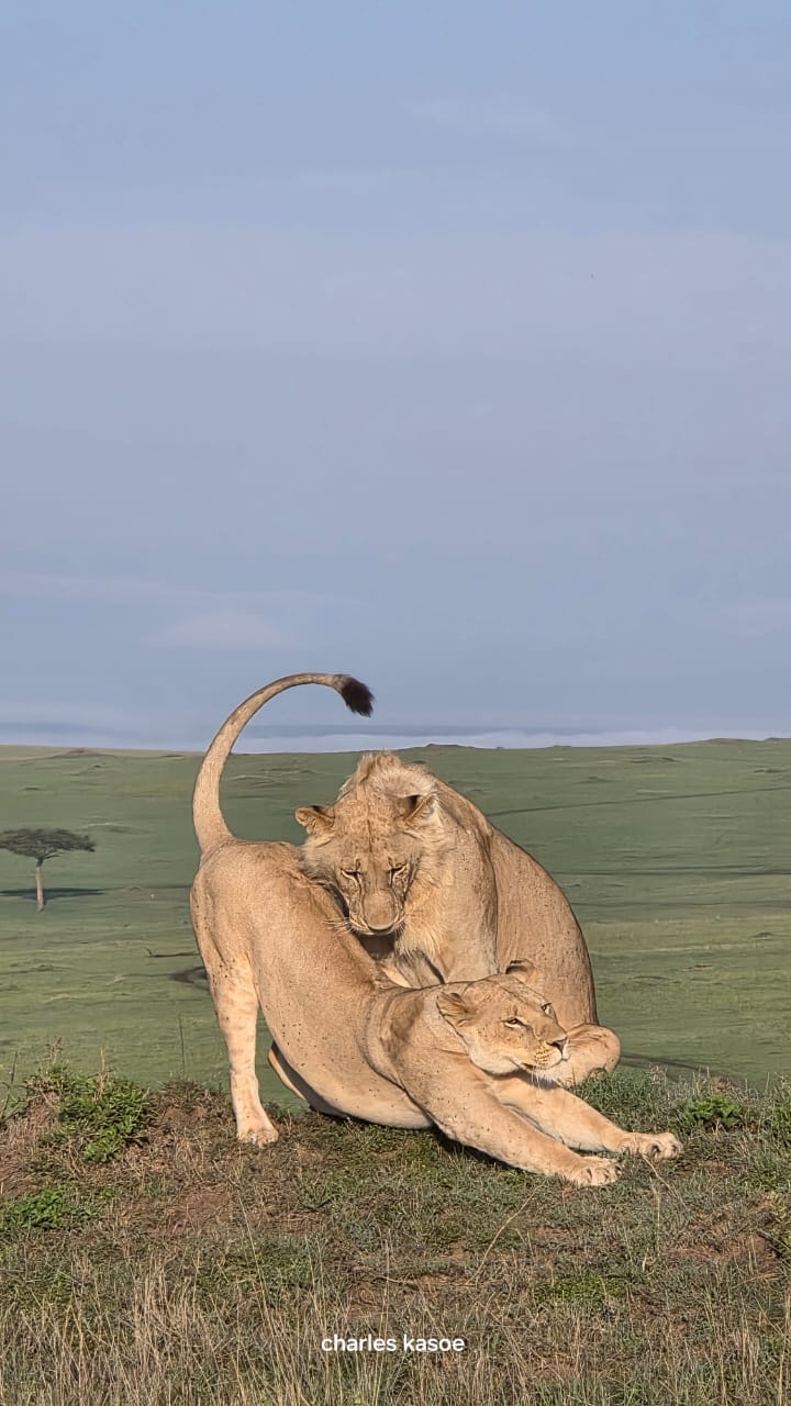 Mara Selenkei Tours and adventures