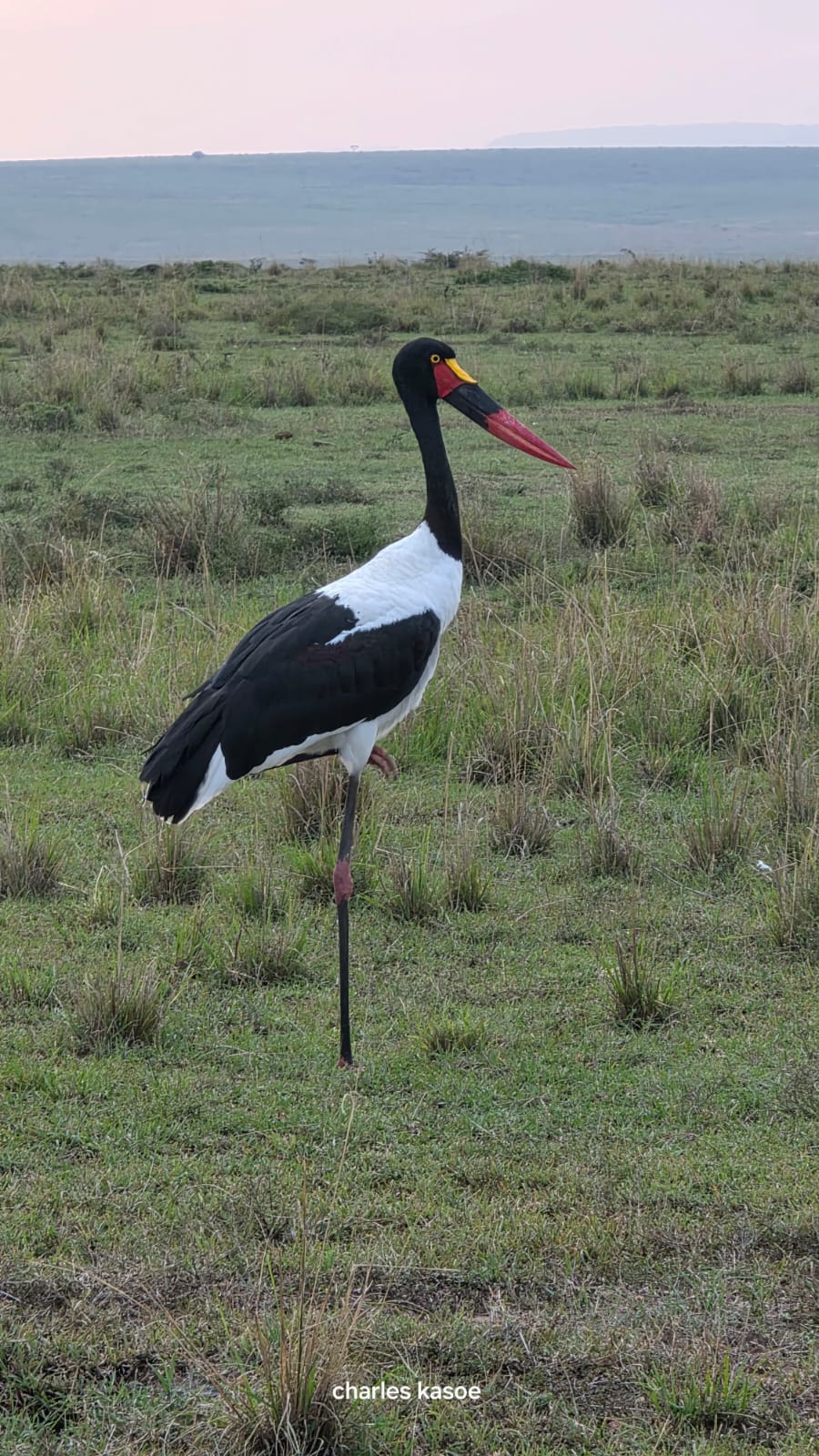 Mara Selenkei Tours and adventures