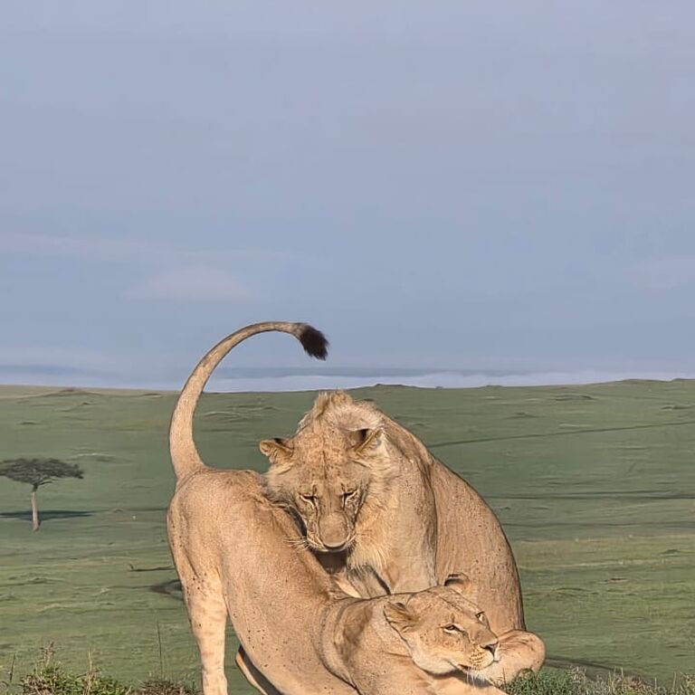 Mara Selenkei Tours and adventures