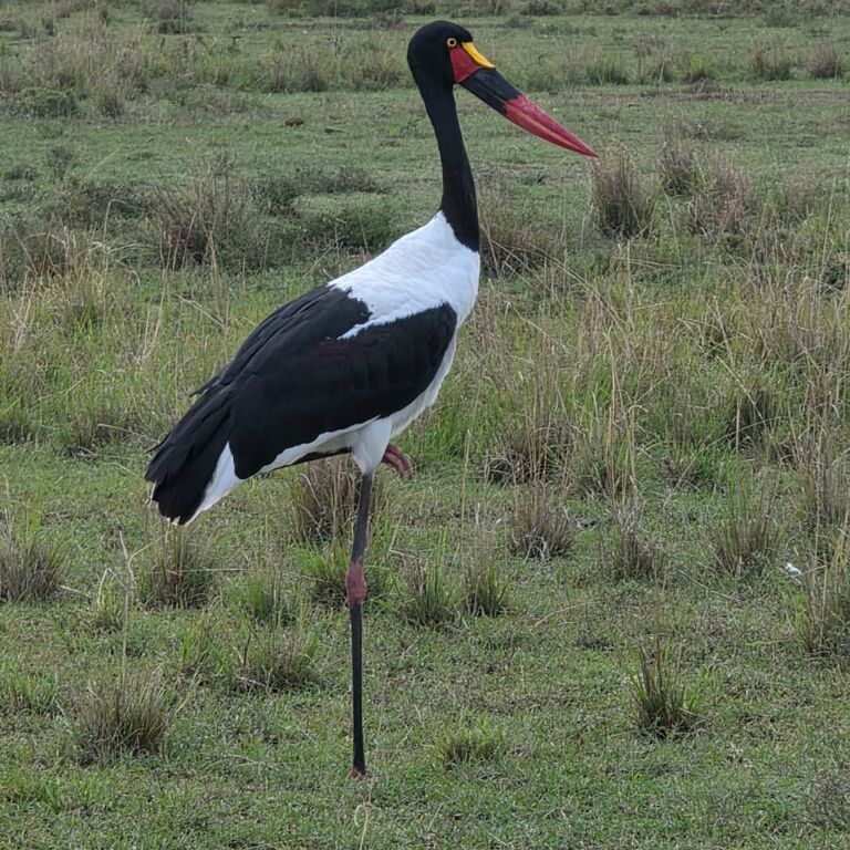 Mara Selenkei Tours and adventures