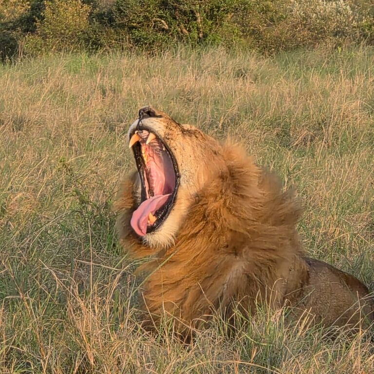 Mara Selenkei Tours and adventures