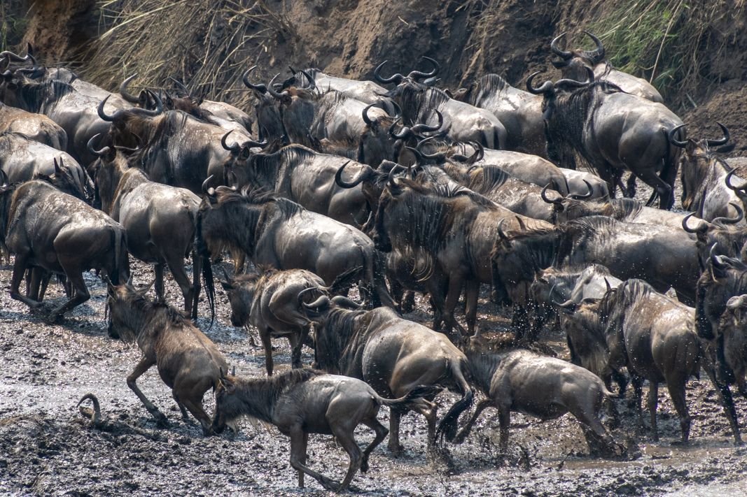 Astute Africa Safaris