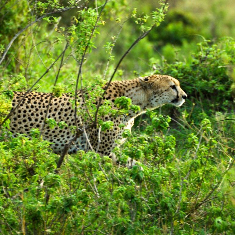 Astute Africa Safaris