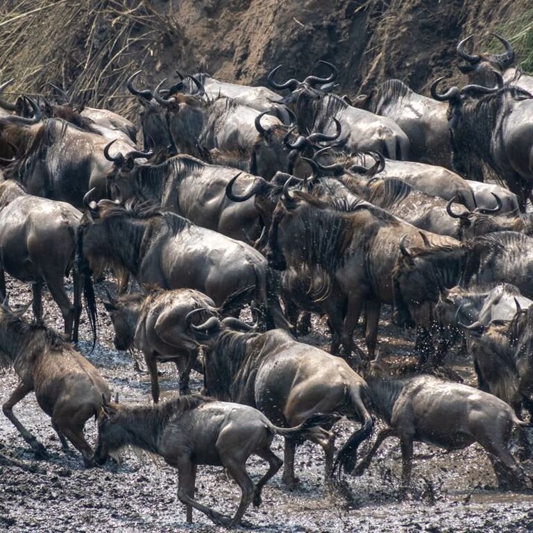 Astute Africa Safaris