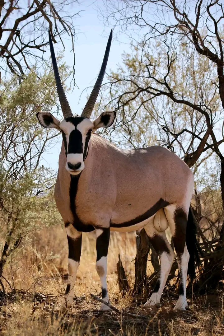 NAIVASH EXPEDITION SAFARIS