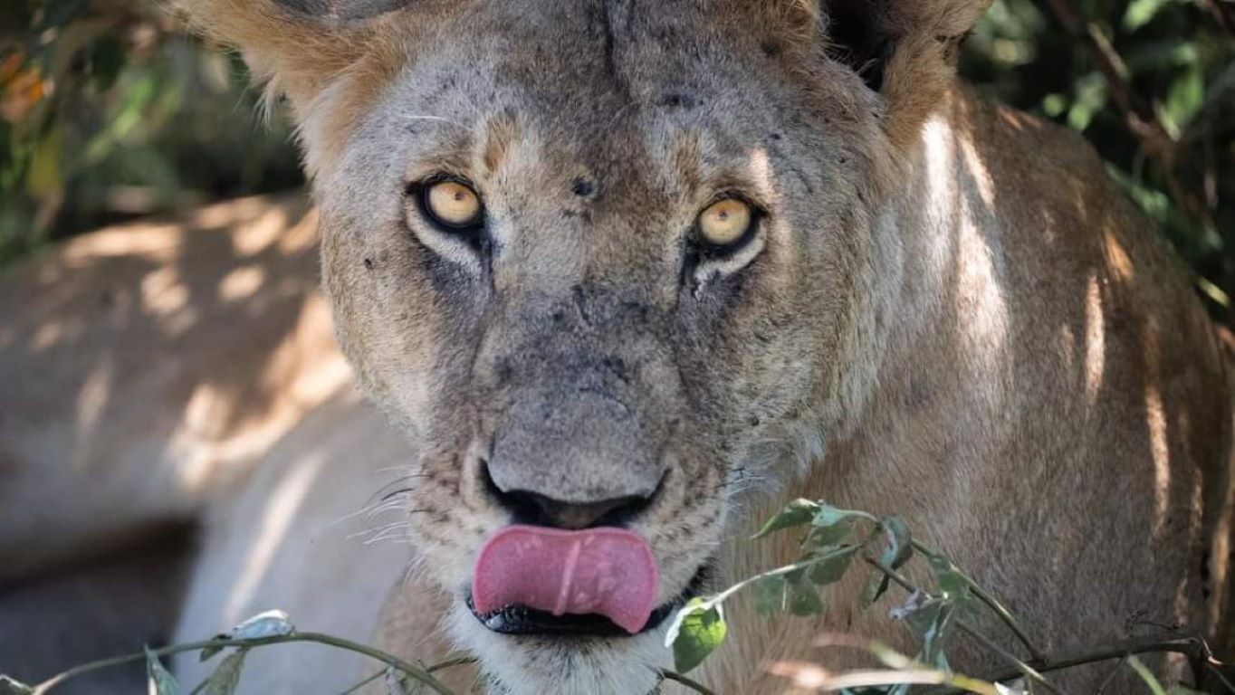 Blends of Africa Adventures