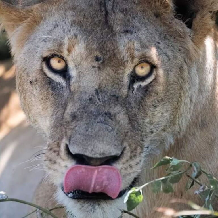 Blends of Africa Adventures