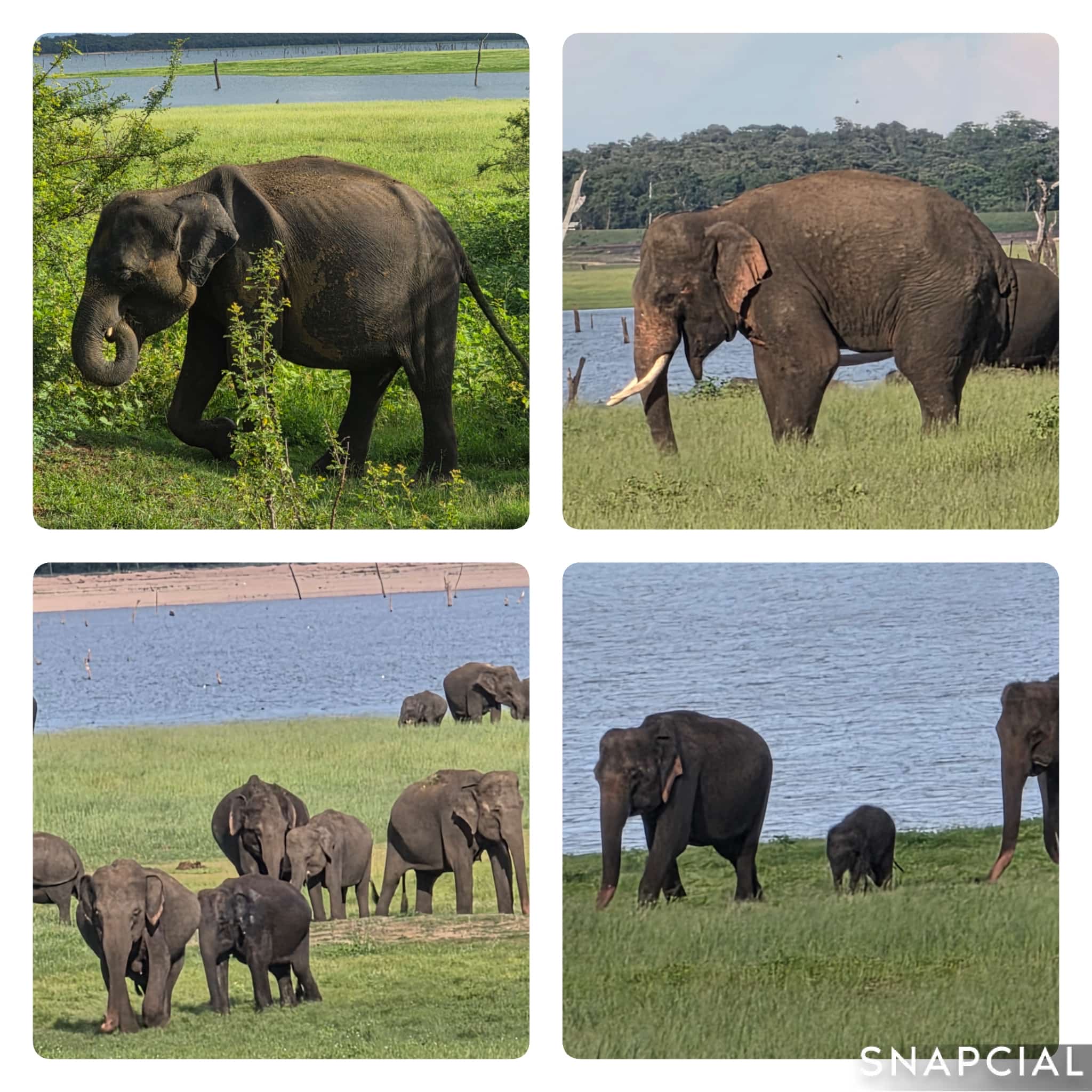Cove Lanka Travels