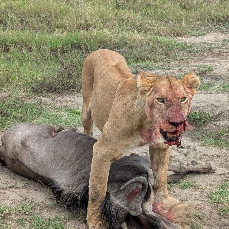 ANJ ROAR ADVENTURES