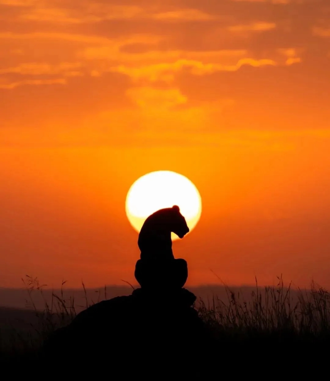 Nature's Symphony Safaris