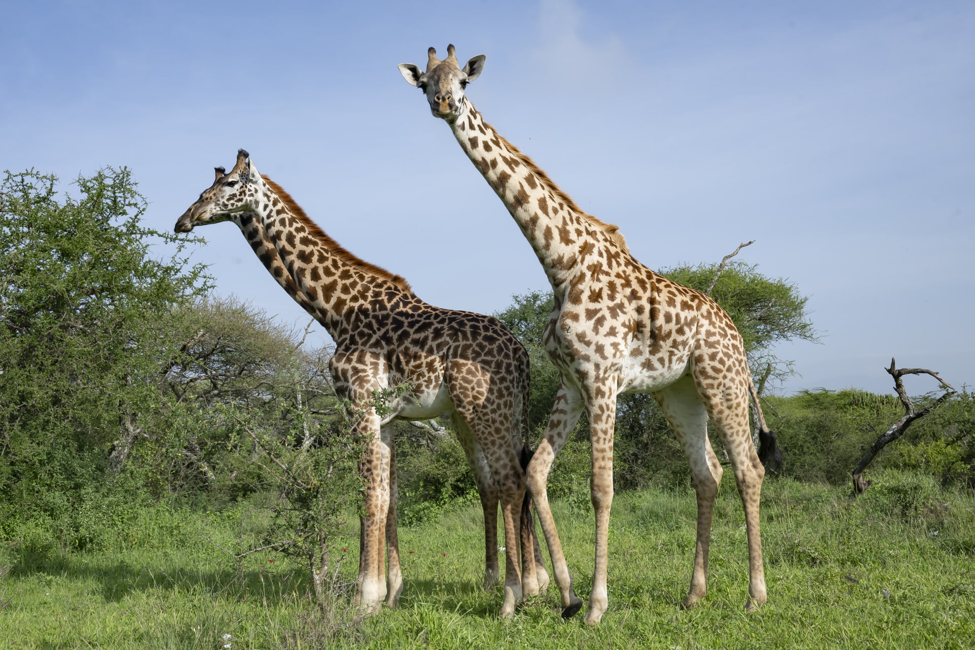 Arusha Giraffe Centre